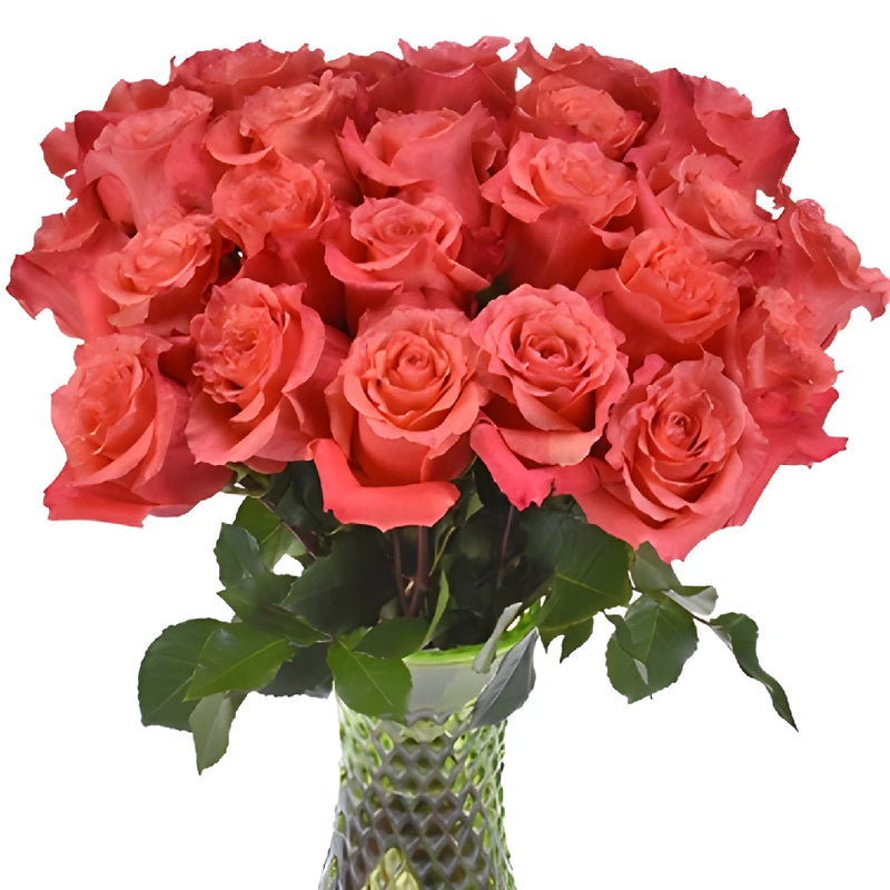 Cherry Coral Rose