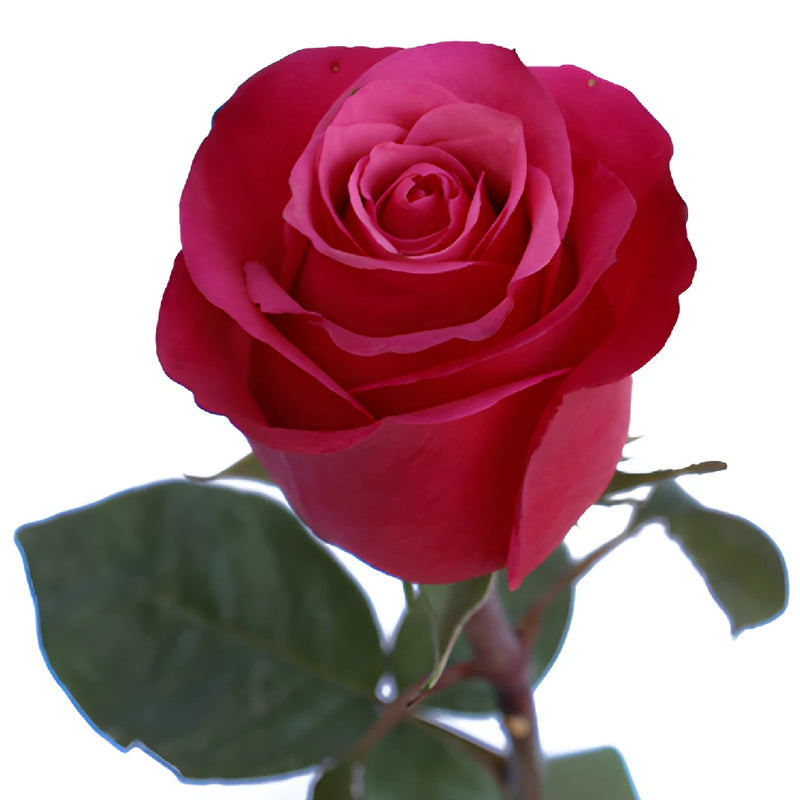 Cherry Dark Pink Rose