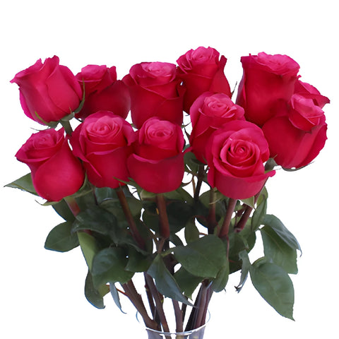Cherry Dark Pink Rose