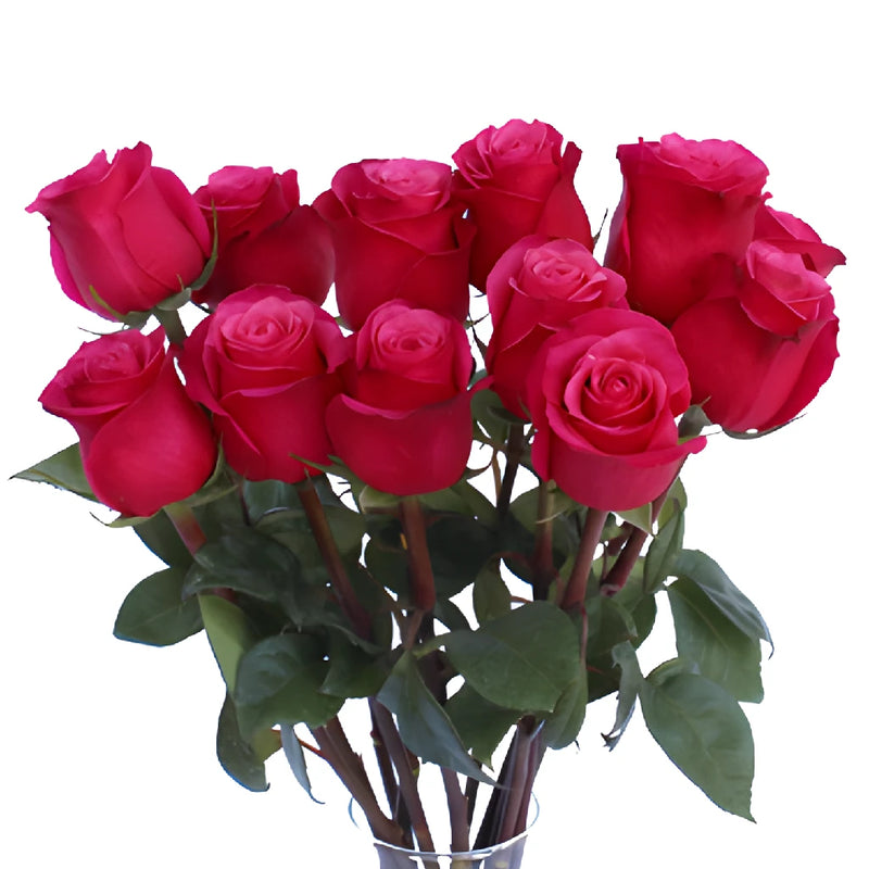 Cherry Dark Pink Rose