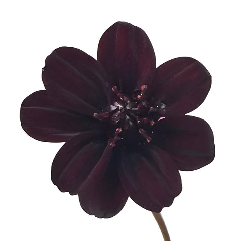 Chocolate Cosmos Flowers