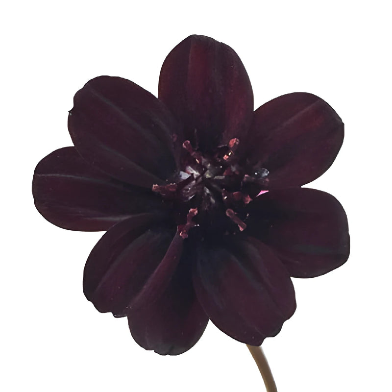 Chocolate Cosmos Flowers