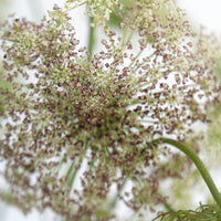 Chocolate Lace Flower Close Up - Image
