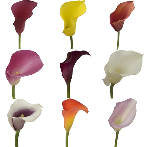 Choose Your Color Mini Calla Lilies