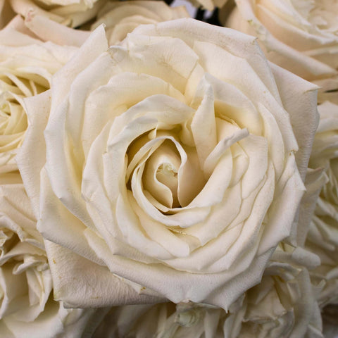 Choose Your Color Roses