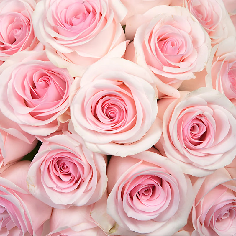Choose Your Color Roses