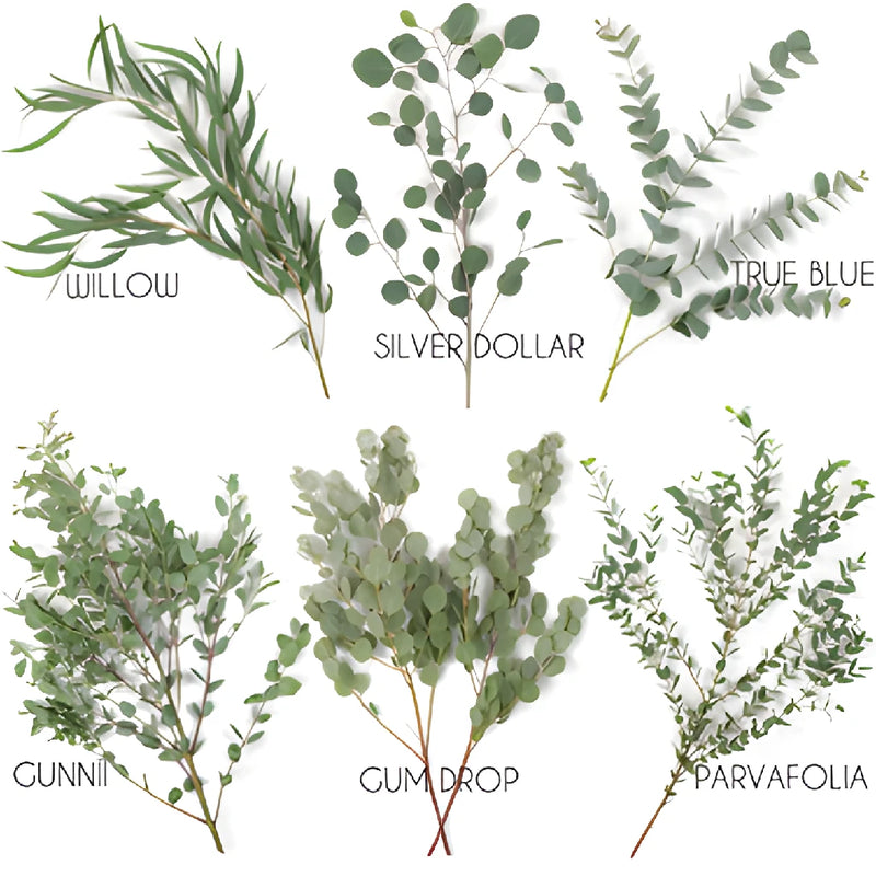 Eucalyptus DIY Wholesale FlatLay
