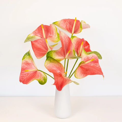 Anthurium Energetic Pink Obake Flower Vase - Image