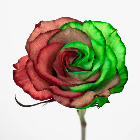 Green Red Christmas Rose Flower Up Close
