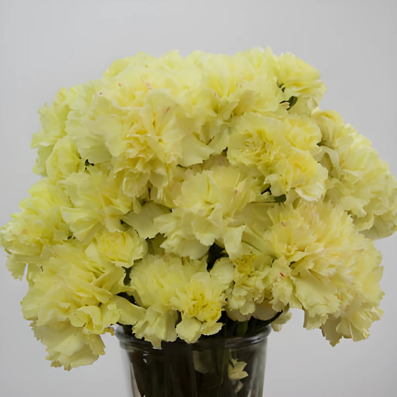 Citrus Love Carnation Flowers In a vase