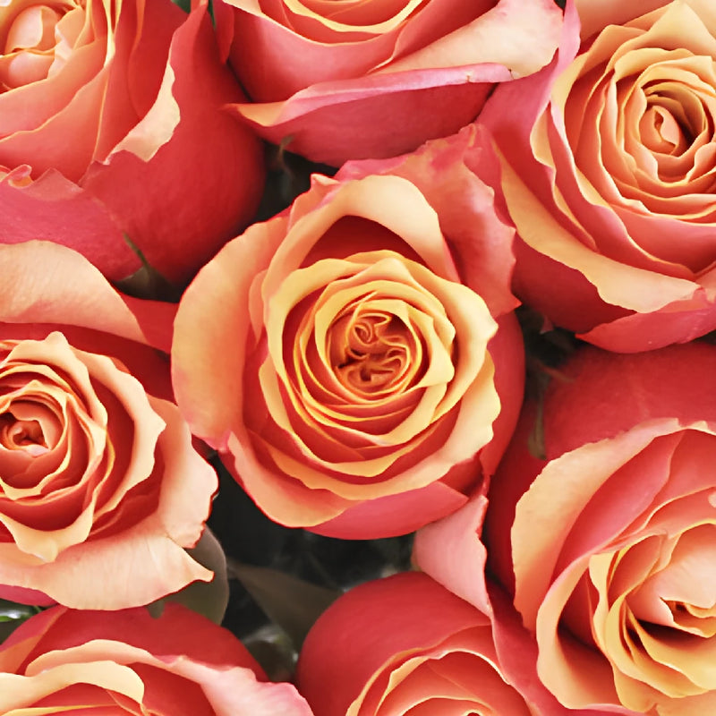 Citrus Sunrise Rose