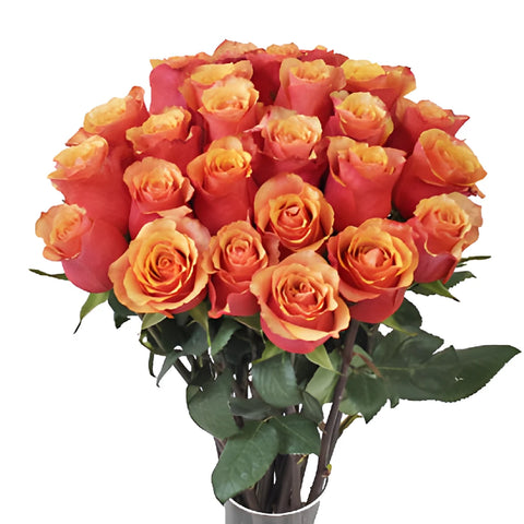 Citrus Sunrise Rose