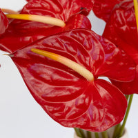 Anthurium Fire Red Tropical Flower Close Up - Image