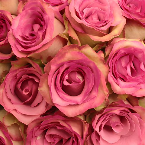Classic Cezanne Antique Fuchsia Rose