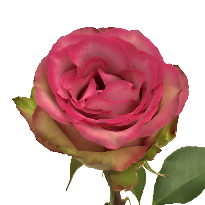 Classic Cezanne Antique Fuchsia Rose