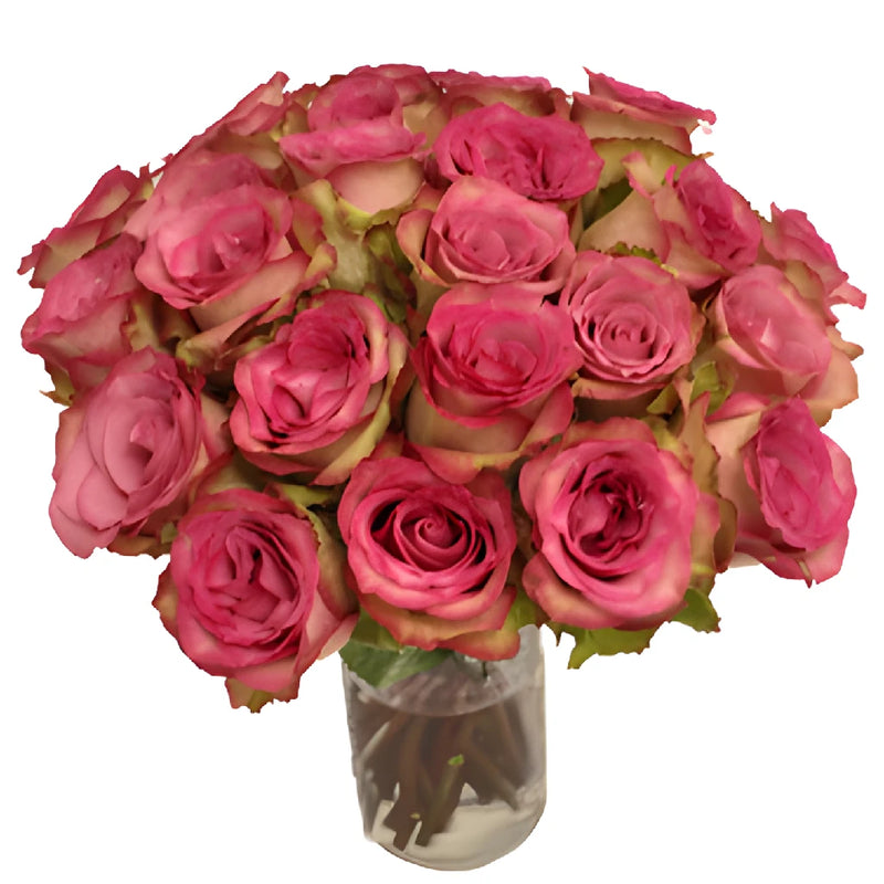 Classic Cezanne Antique Fuchsia Rose