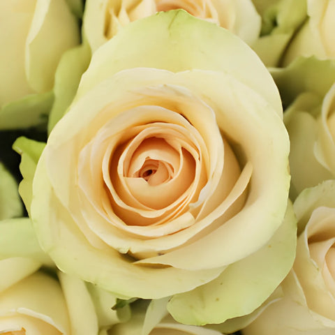 Clear Ocean Peachy Cream Rose