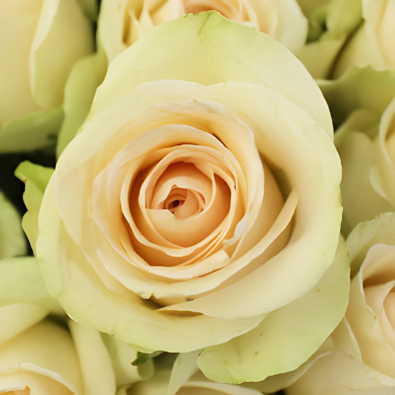 Clear Ocean Peachy Cream Rose