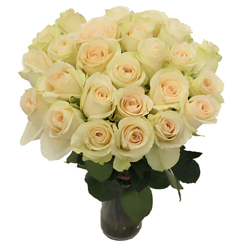 Clear Ocean Peachy Cream Rose