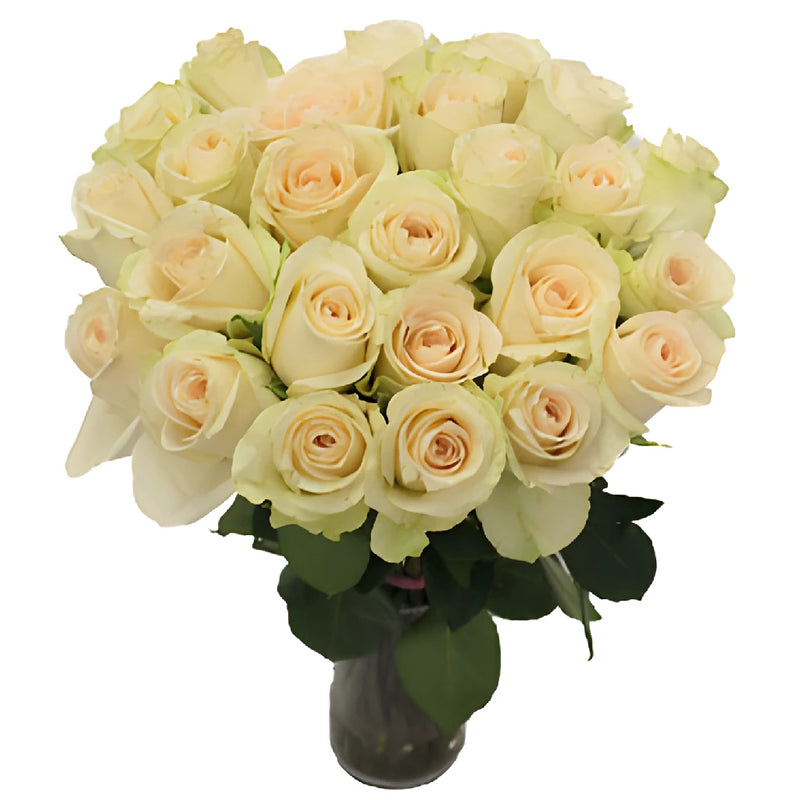 Clear Ocean Peachy Cream Rose