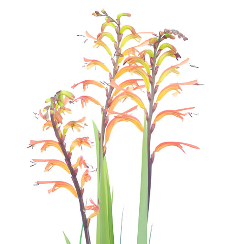 Colorful Crocosmia Flower