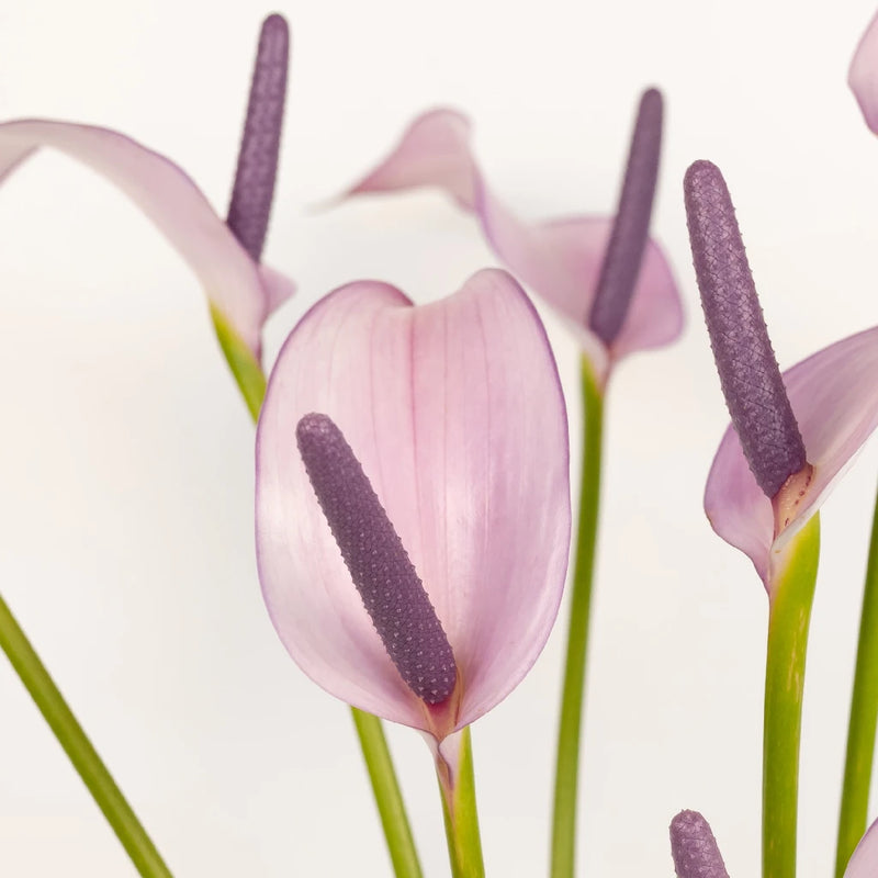 Lavender Lady Designer Anthurium Flower - Image