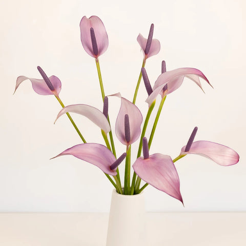 Lavender Lady Designer Anthurium Flower Stem - Image
