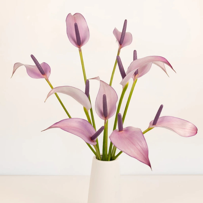 Lavender Lady Designer Anthurium Flower Stem - Image