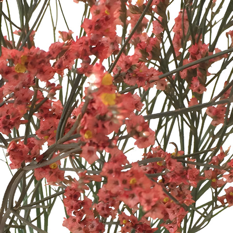 Coral Airbrushed Limonium Flowers