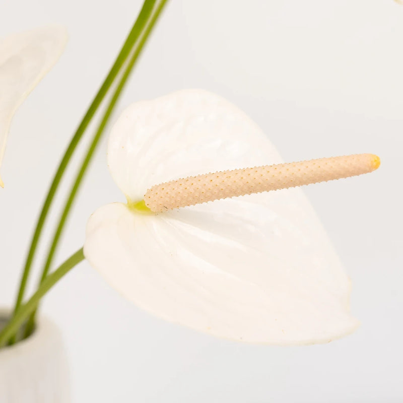 Polished Pearl Designer Anthurium Flower Close Up - Image