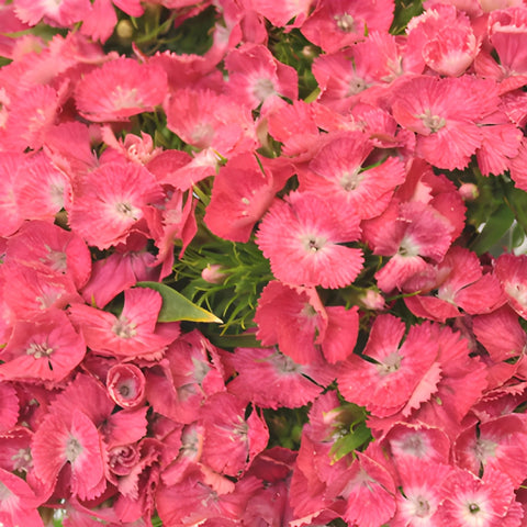 Coral Dianthus Flowers