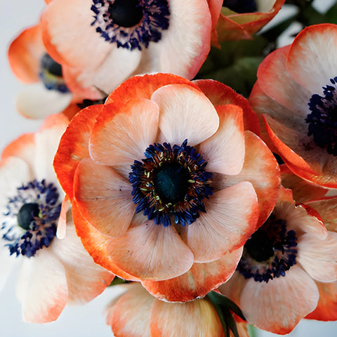 Tinted Coral Anemone Wholesale Flower Upclose