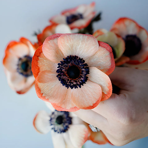 Tinted Coral Anemone Wholesale Flower Stem