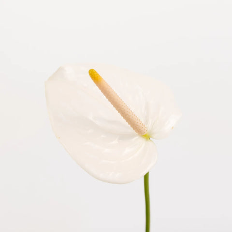 Polished Pearl Designer Anthurium Flower Stem - Image