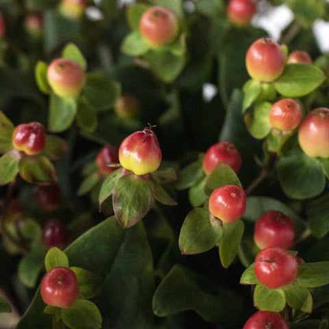 Cream and red hypericum berry DIY wedding flowers