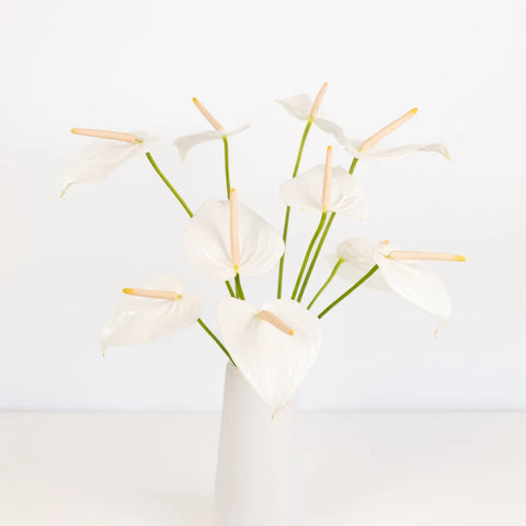 Polished Pearl Designer Anthurium Flower Vase - Image