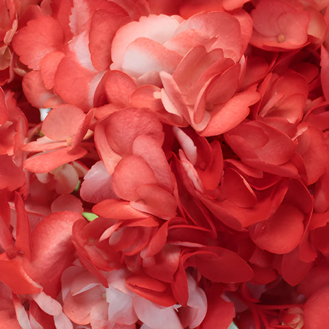 Coral Orange Airbrushed Hydrangea Flower Up Close