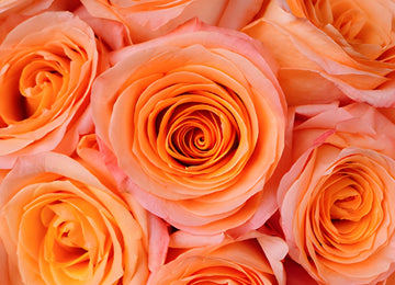 Coral Passion Rose
