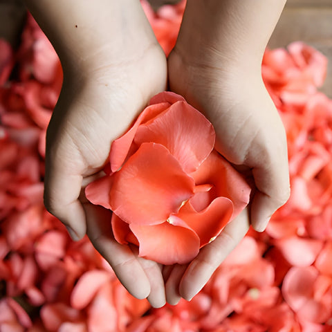 Coral Rose Petals Wholesale