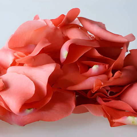 Coral Real Roses Petals