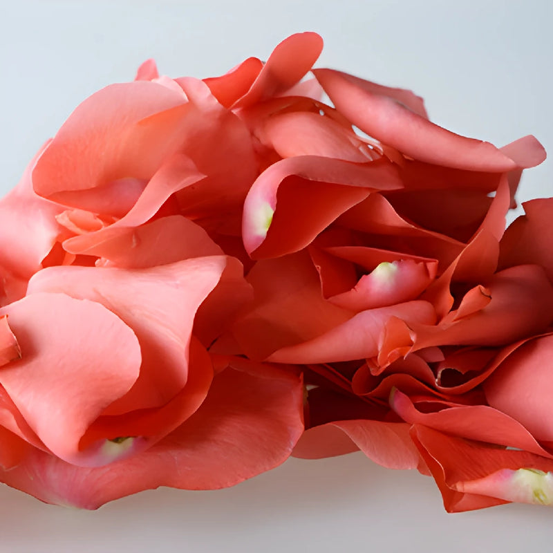 Coral Real Roses Petals