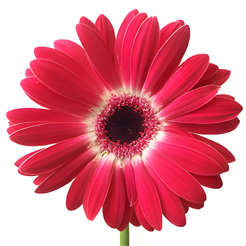 Gerbera Daisy Corazon Hot Pink and White Wholesale Flower Up close