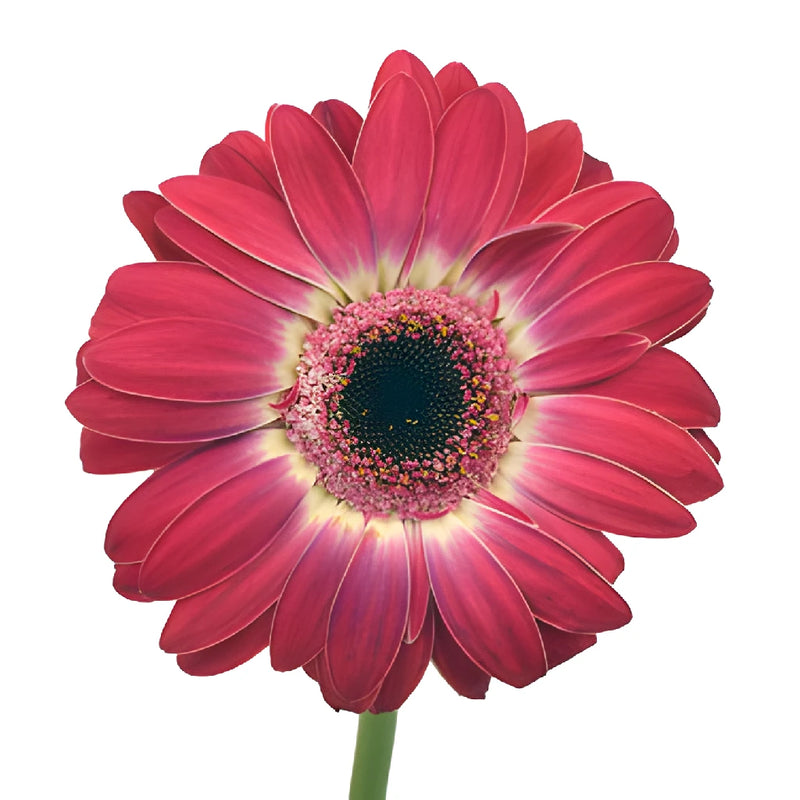 Gerbera Daisy Corazon Hot Pink and White Wholesale Flower Side Stem
