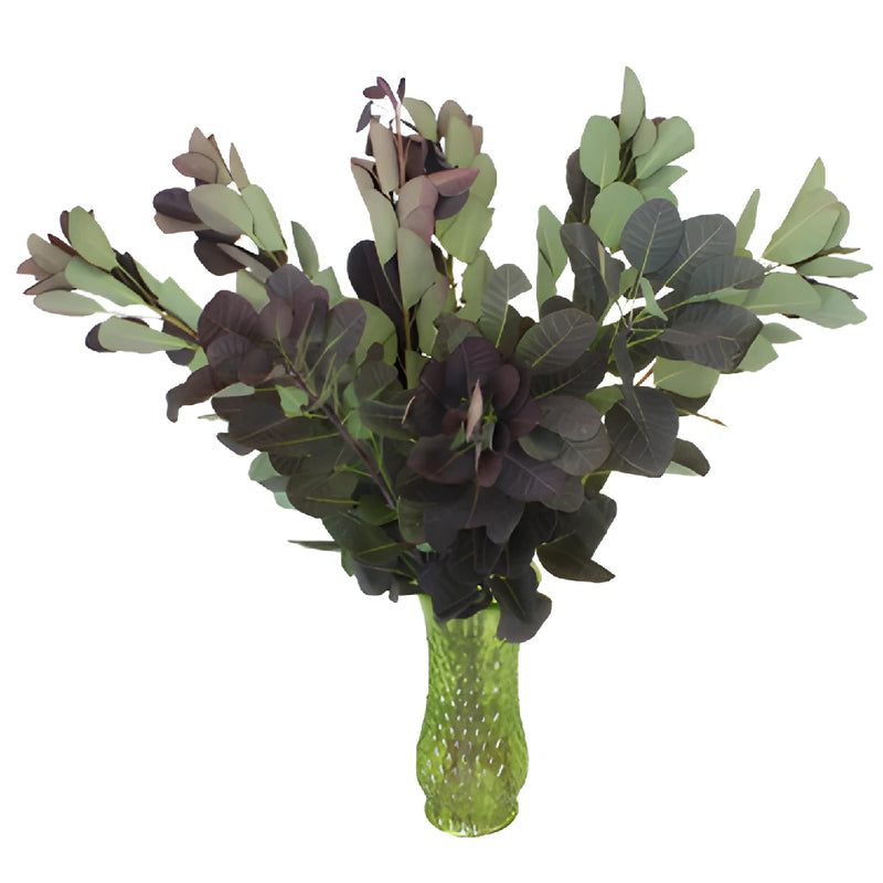 Cotinus Smoke Bush Wholesale Greenery Leaves