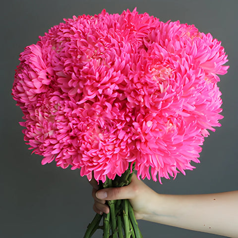 Cotton Candy Pink Tinted Football Mum Flowers