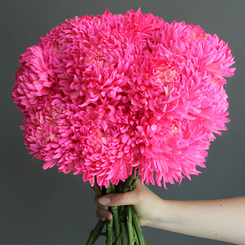 Cotton Candy Pink Tinted Football Mum Flowers