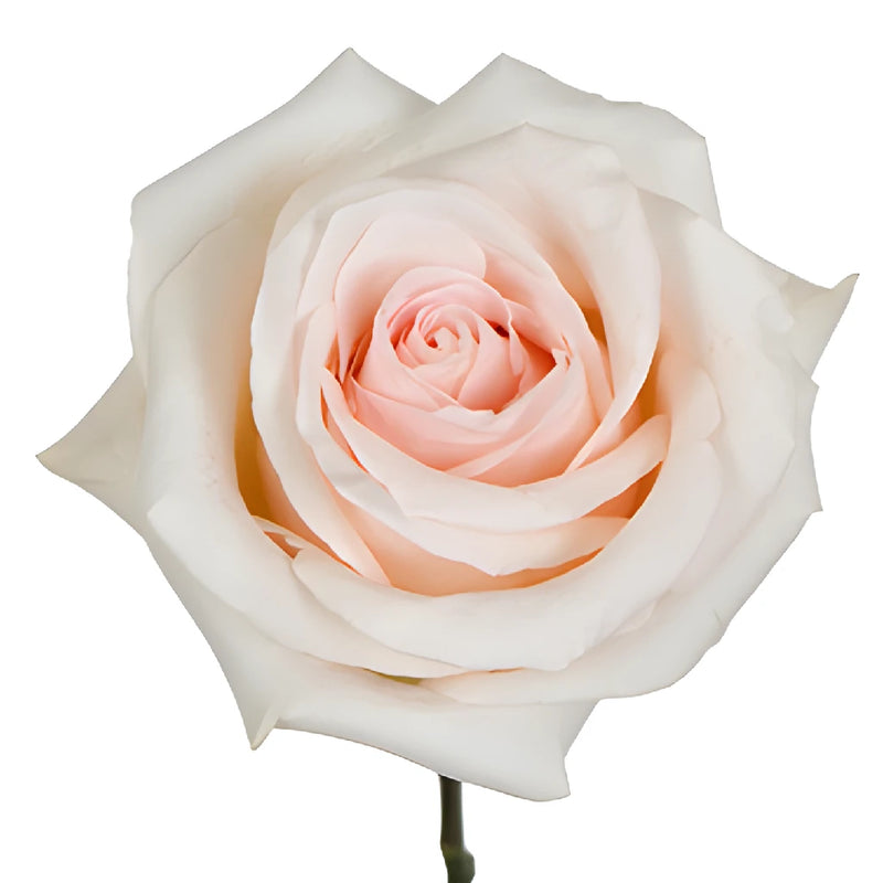 Cotton Candy Rose