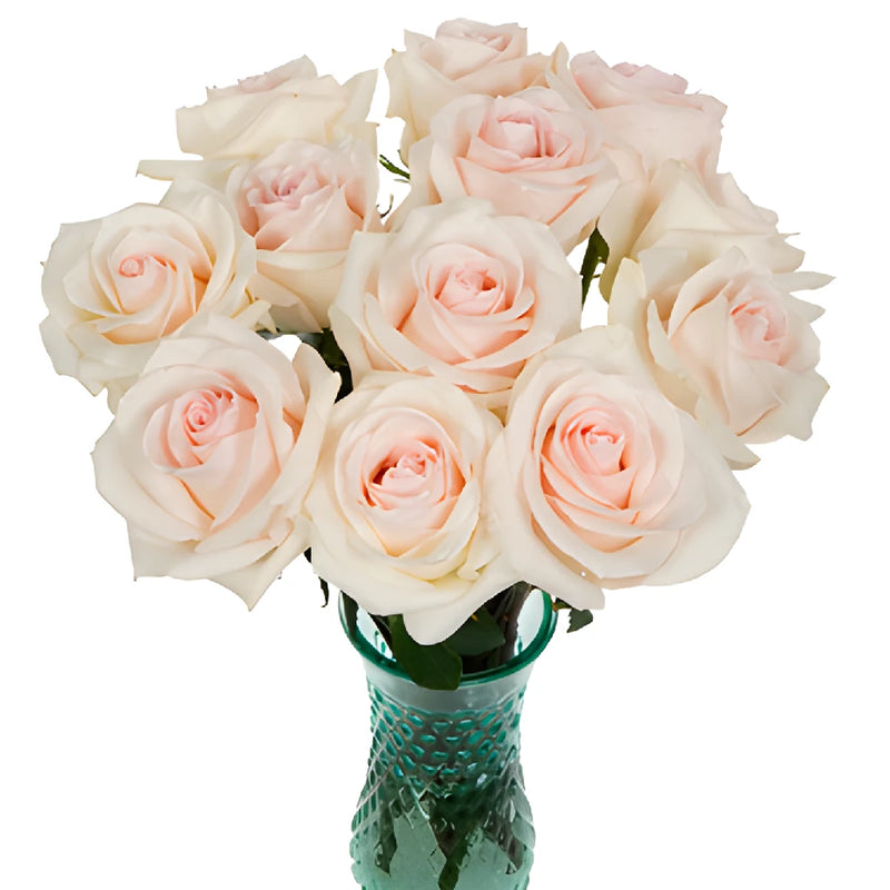 Cotton Candy Rose