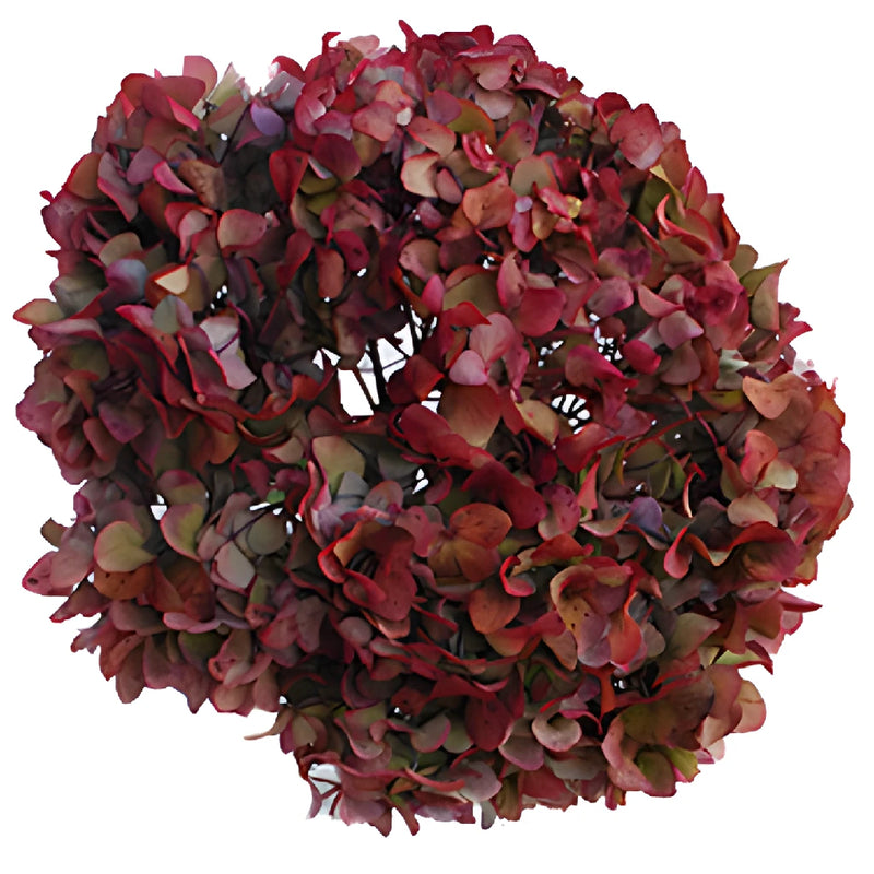 Cranberry Antique Enhanced Hydrangea Up Close