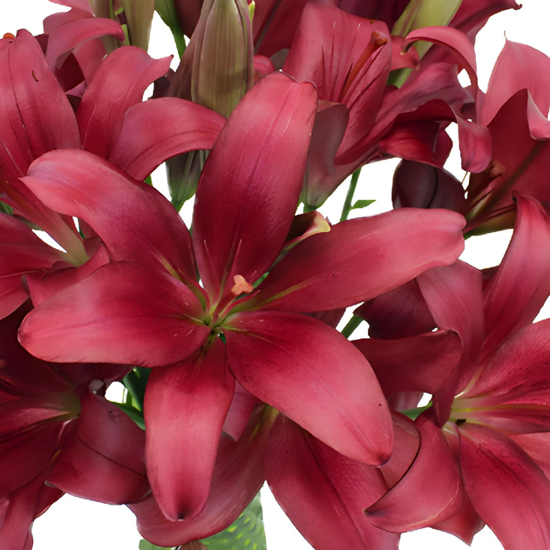 Cranberry Dust Hybrid Lilies